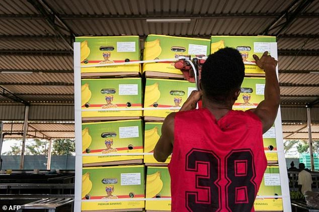 As many as 4,000 boxes of bananas are prepared daily, with the best-looking fruit earmarked for dispatch to foreign markets [Image Credit: AFP]