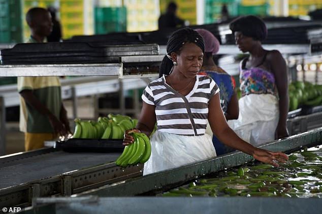 The company hopes to double production to 170,000 tonnes annually and establish a foot-hold in the lucrative South African market [Image Credit: AFP]